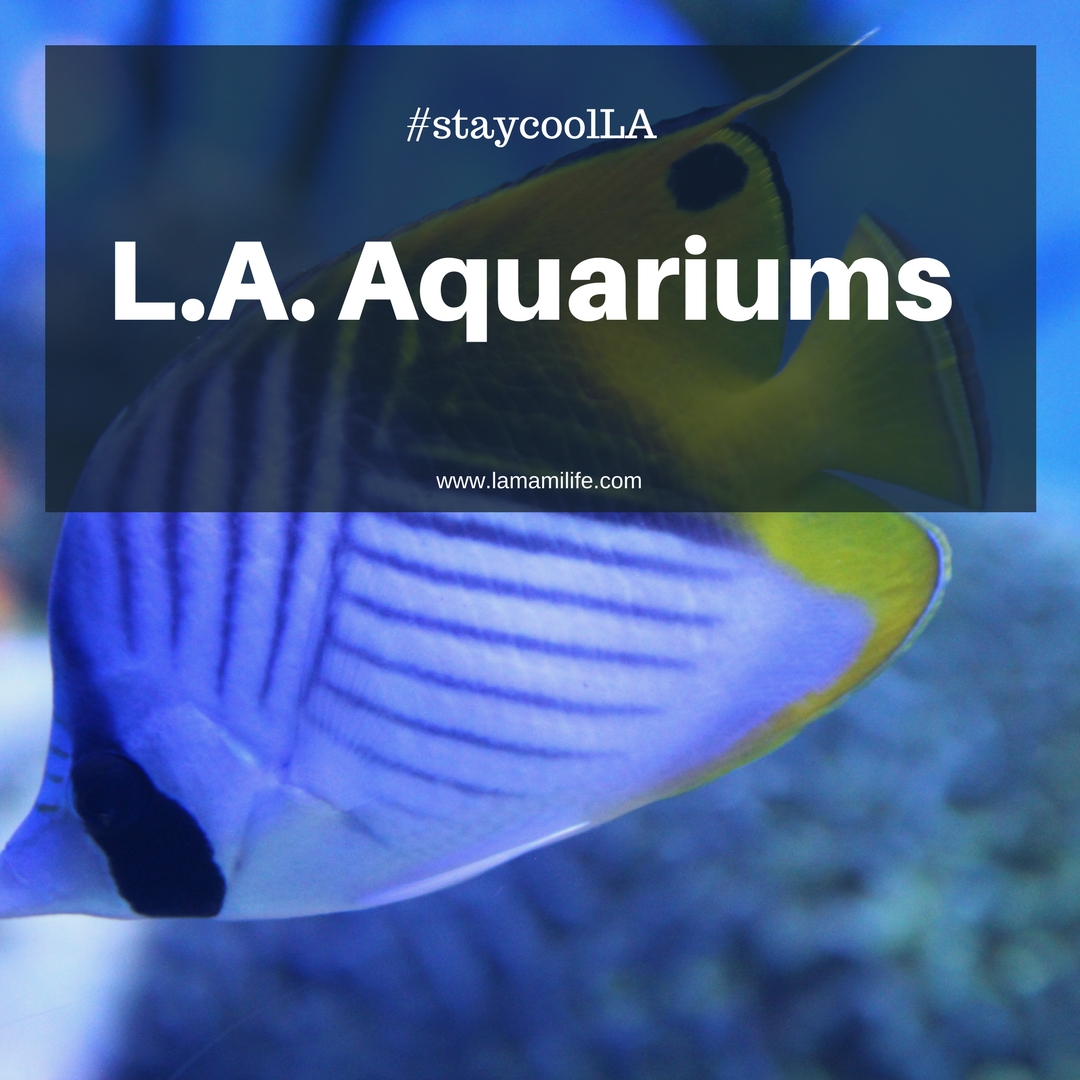 Summertime in LA – Aquariums